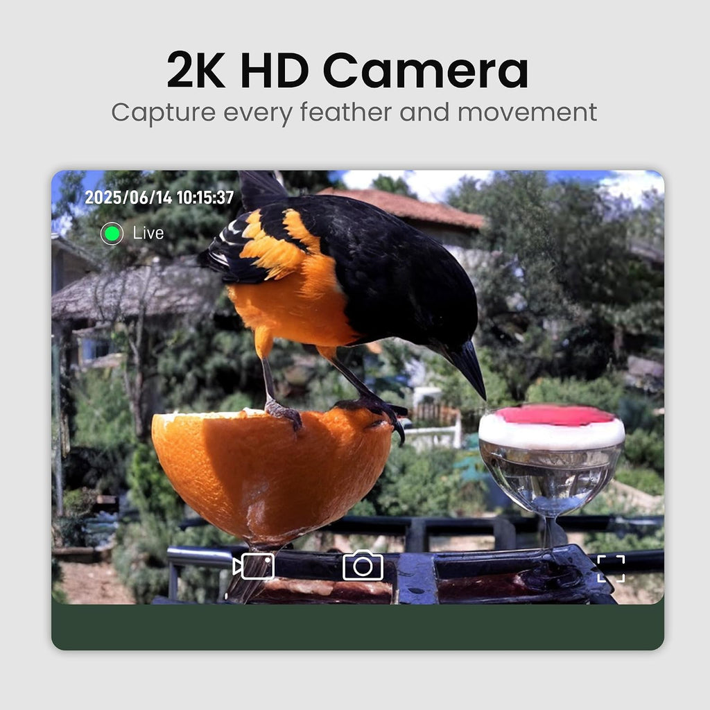 2K HD camera view of a bird at the feeder